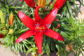 Asiatic Lilly