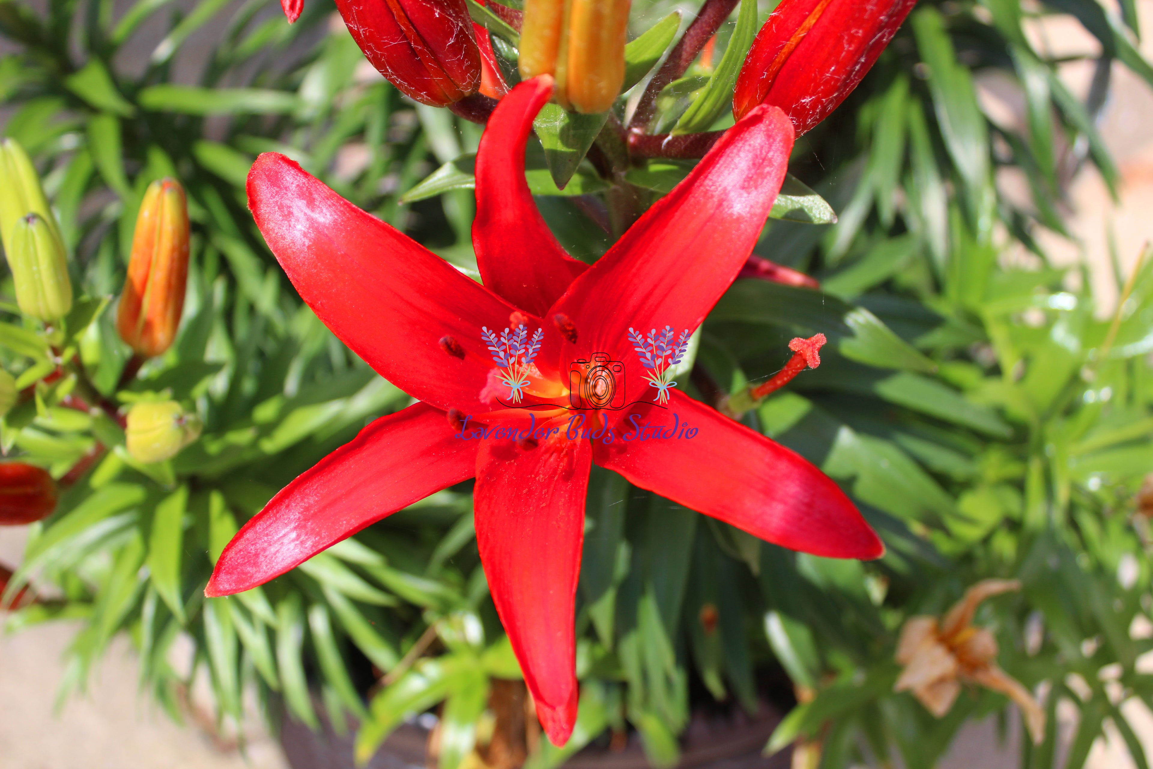 Asiatic Lilly