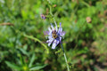 Bumblebee on a Purple Cornflower