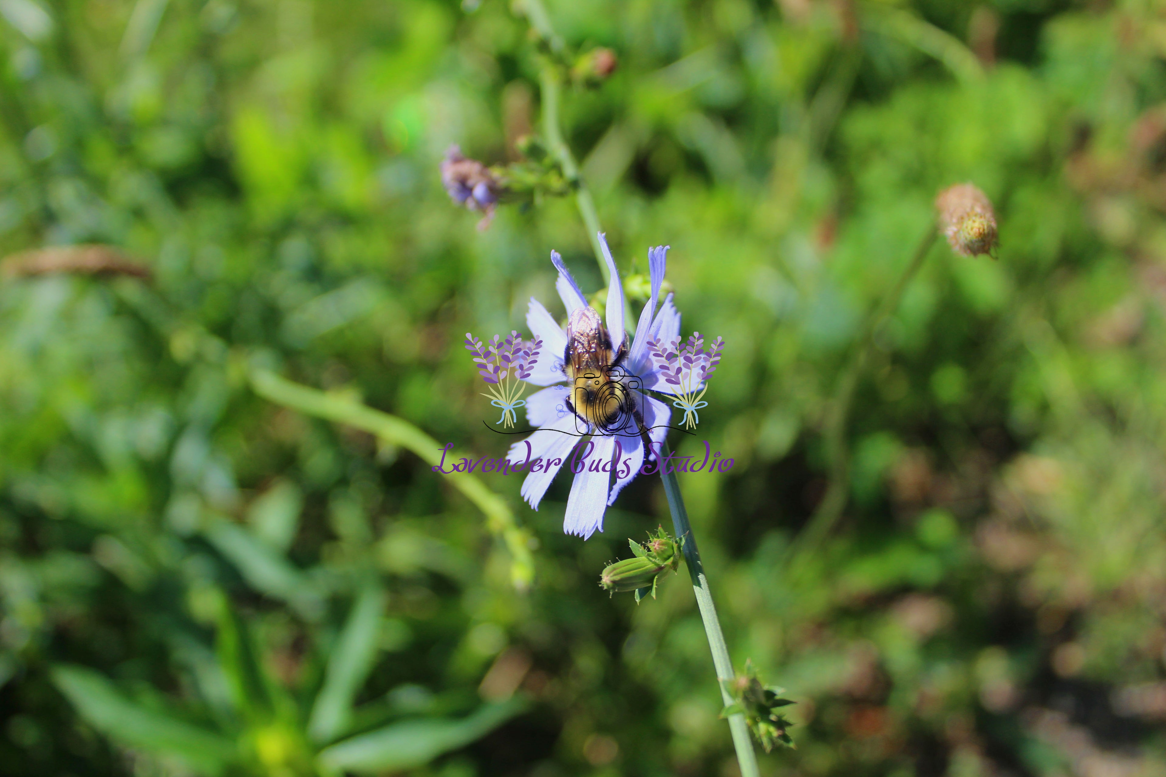 Bumblebee on a Purple Cornflower