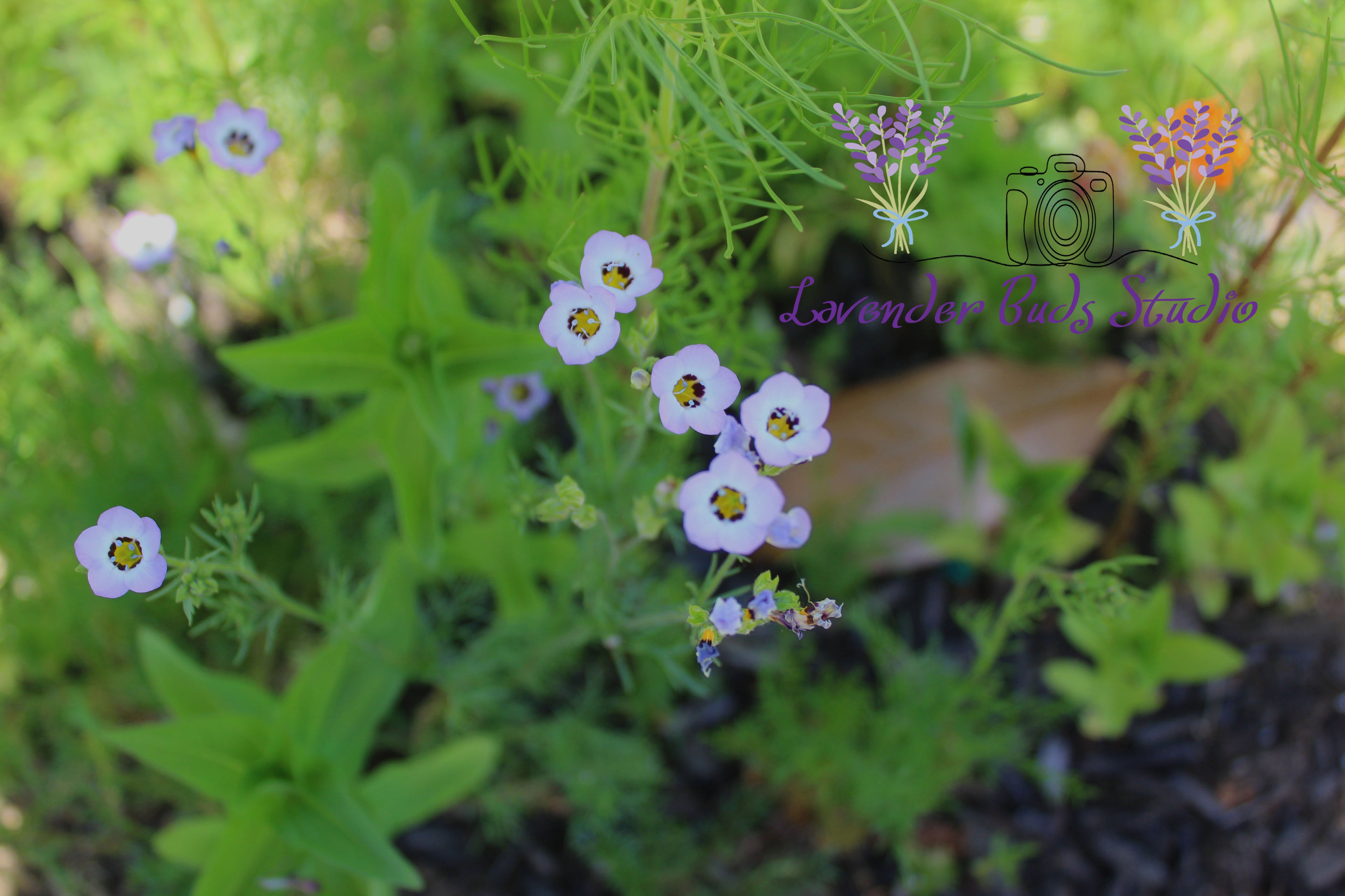 Birds Eye Gilia