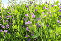 Blue false indigo
