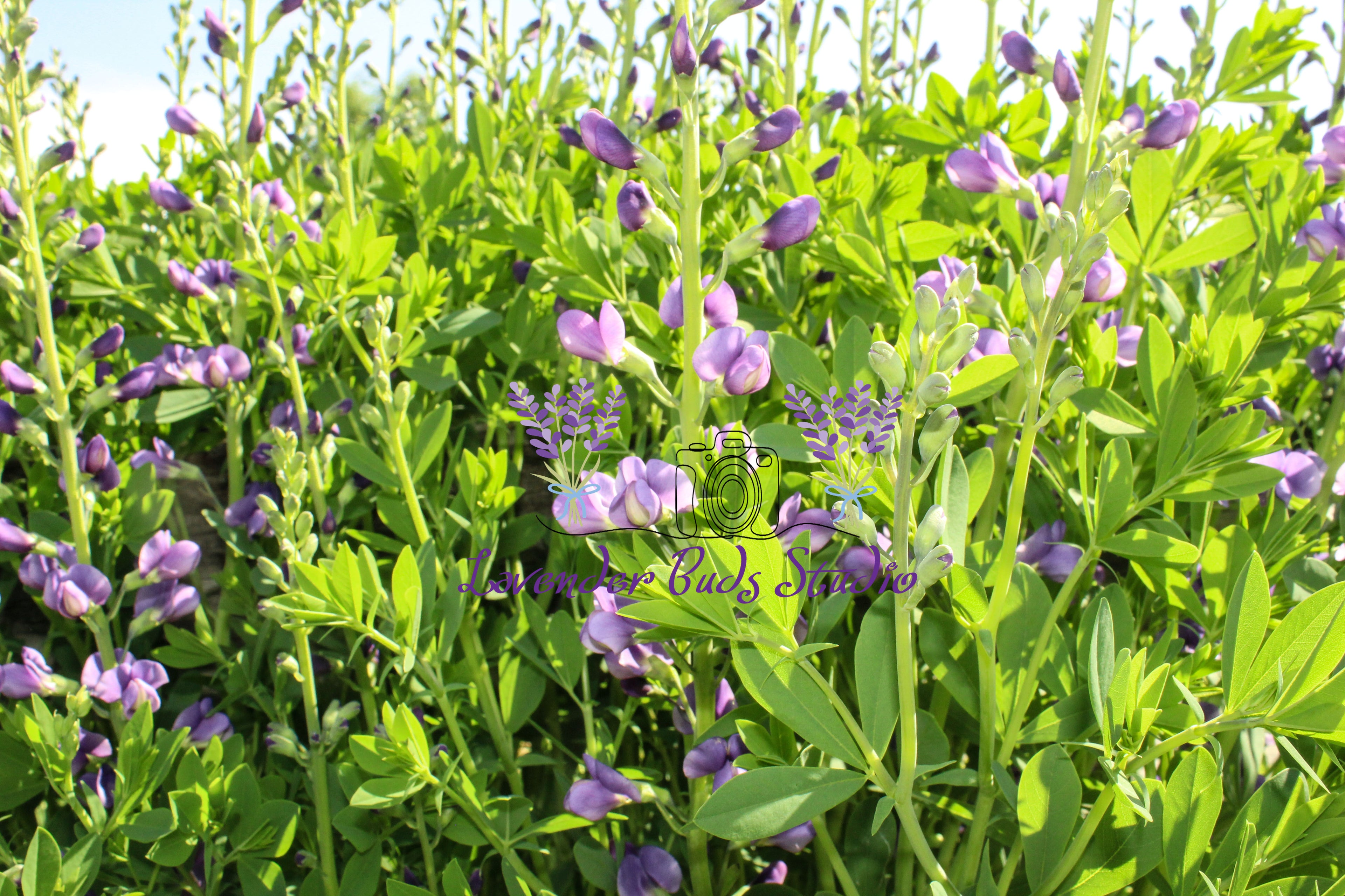 Blue false indigo