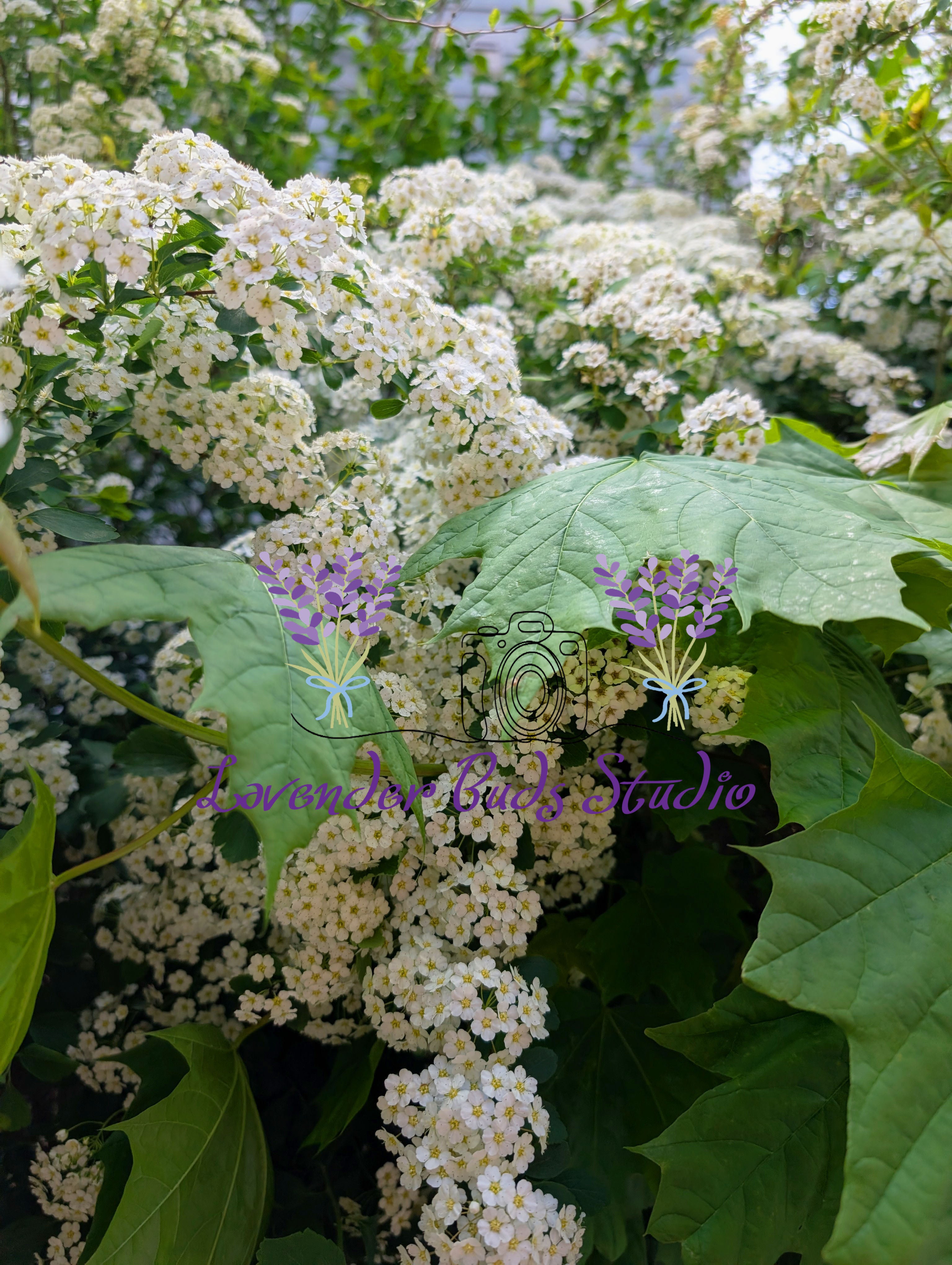Bridal Wreath Spirea