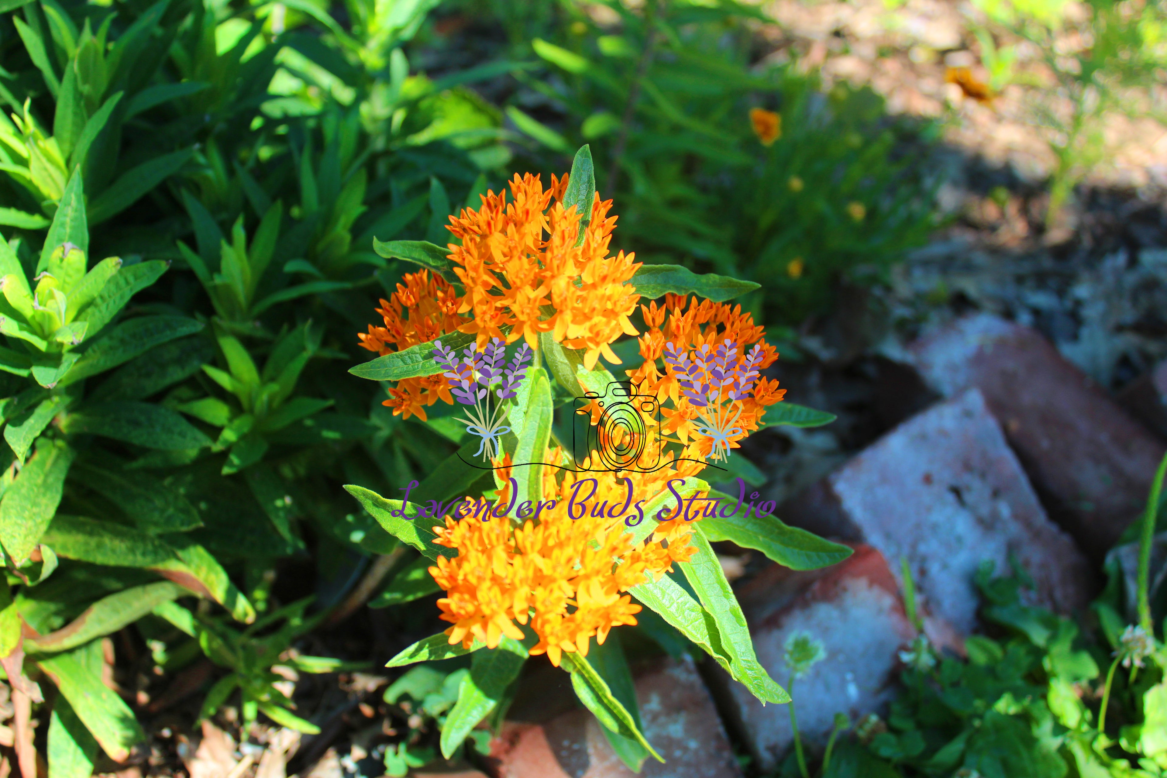 Butterfly Weed