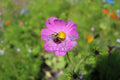 Cosmos with a bumblebee