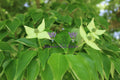 Dogwood Blossoms