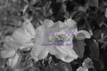 Easy Elegance Rose Bush