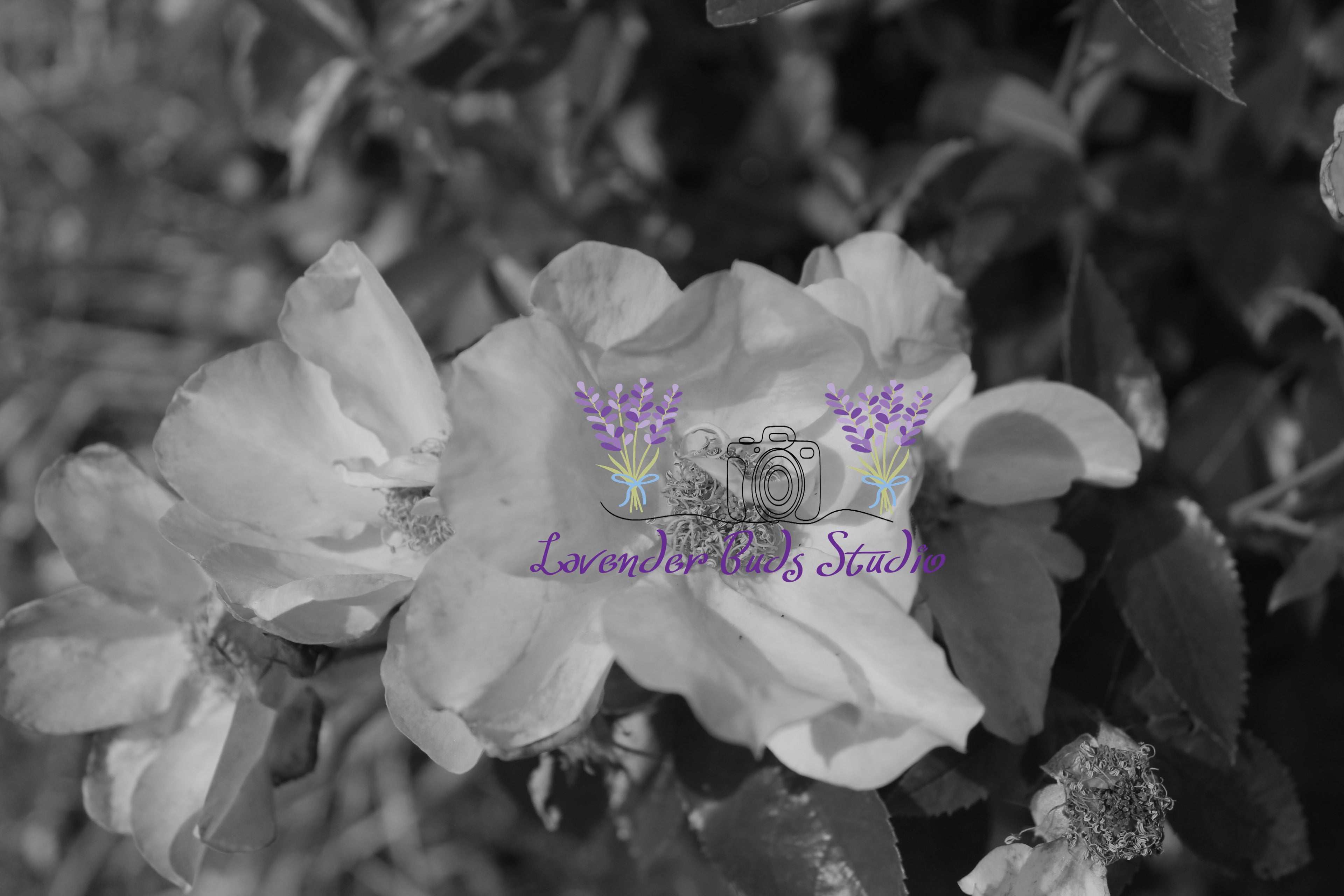 Easy Elegance Rose Bush