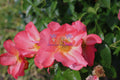 Easy Elegance Rose Bush