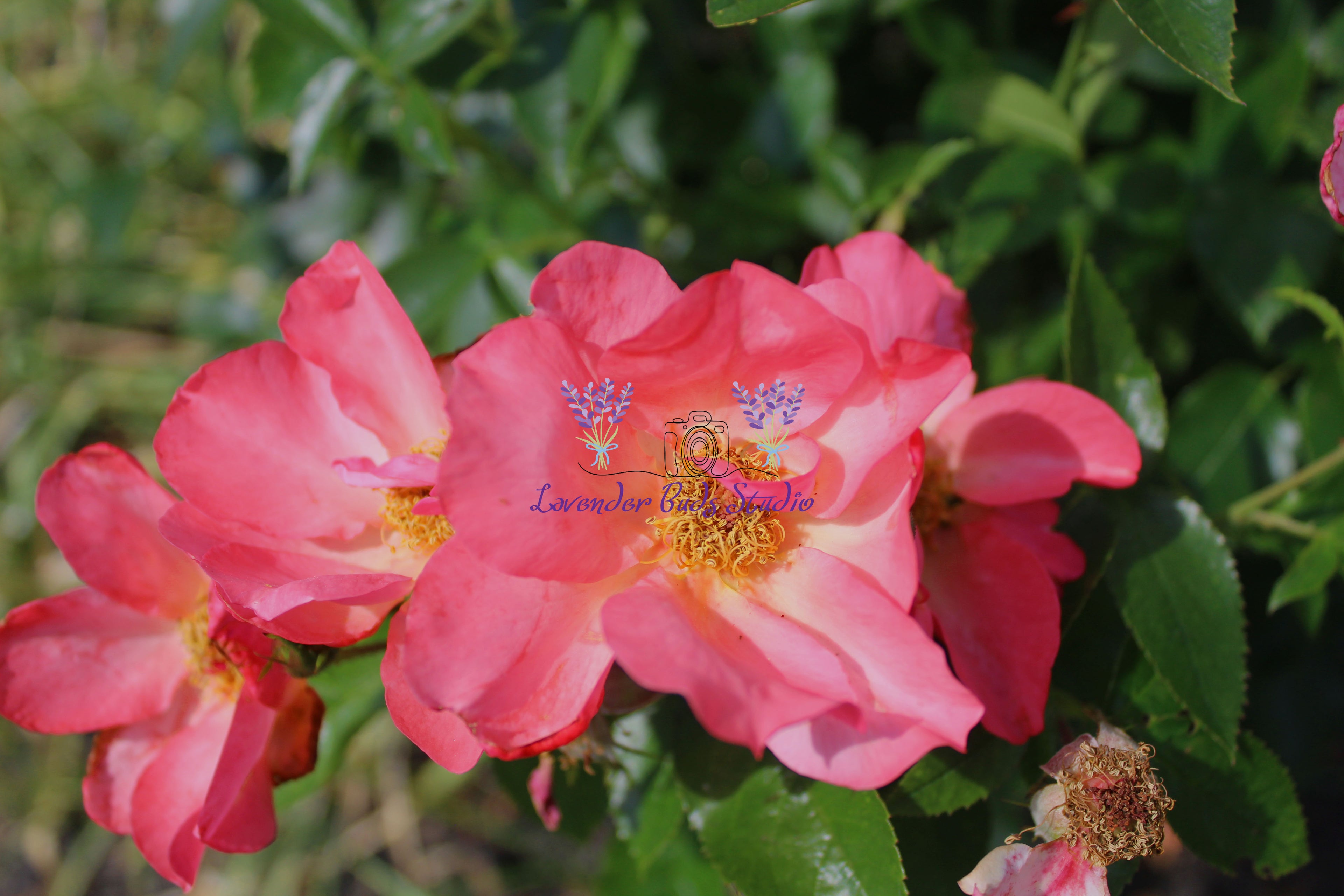 Easy Elegance Rose Bush