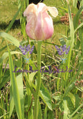 Fading Pink Tulip