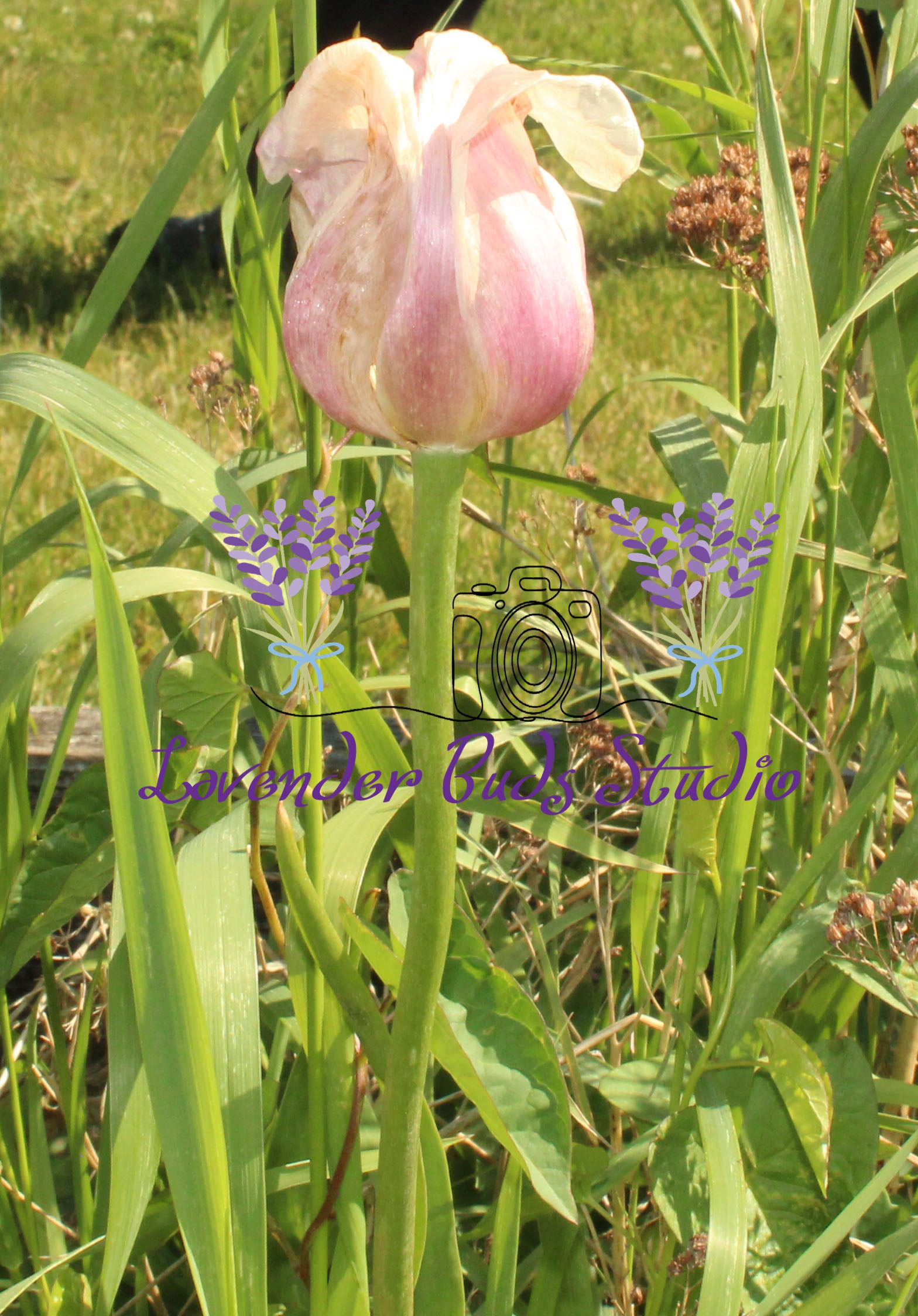 Fading Pink Tulip