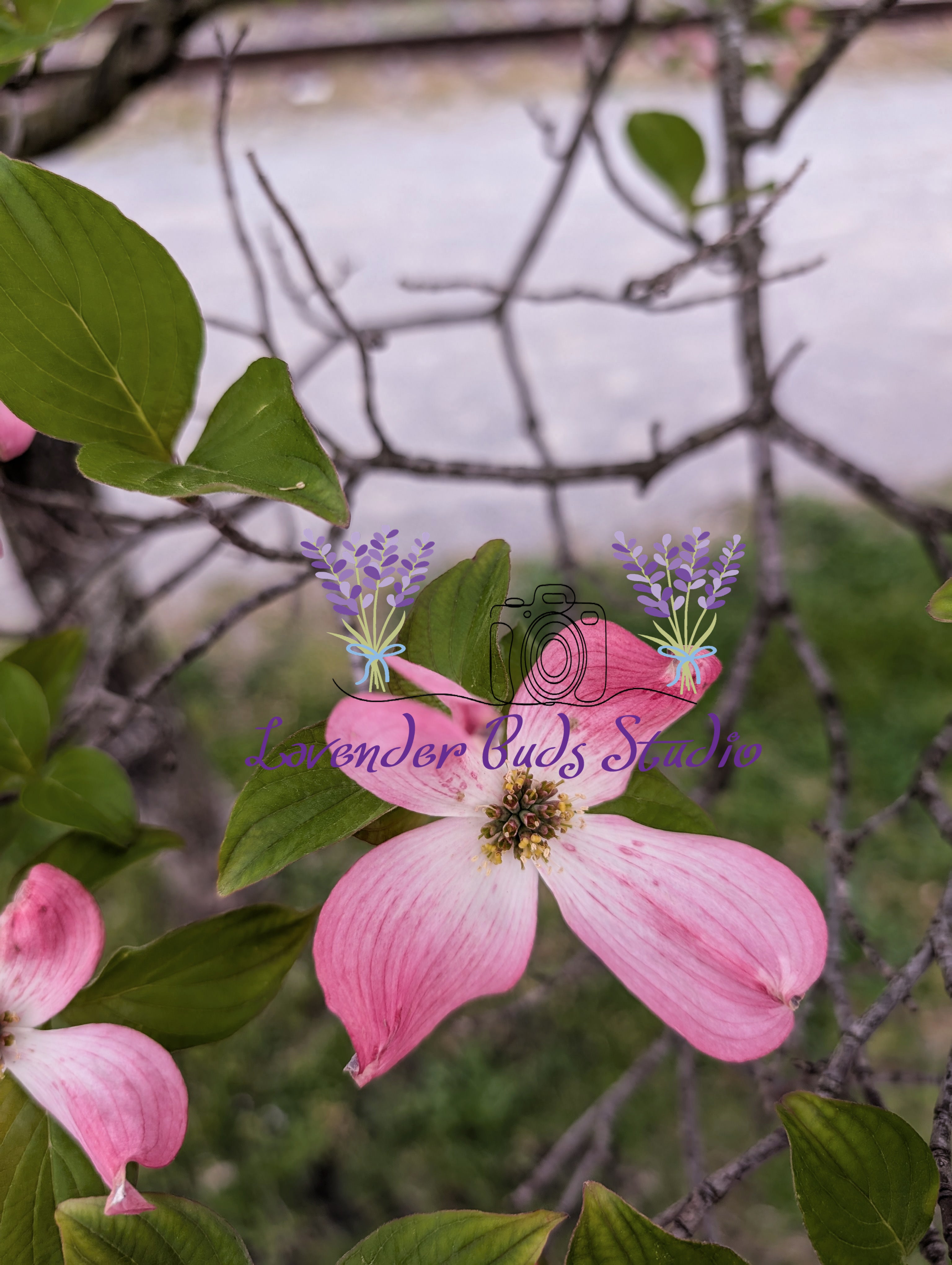 Pink Flowering Dogwood Blossom