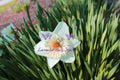 Ice Daffodil