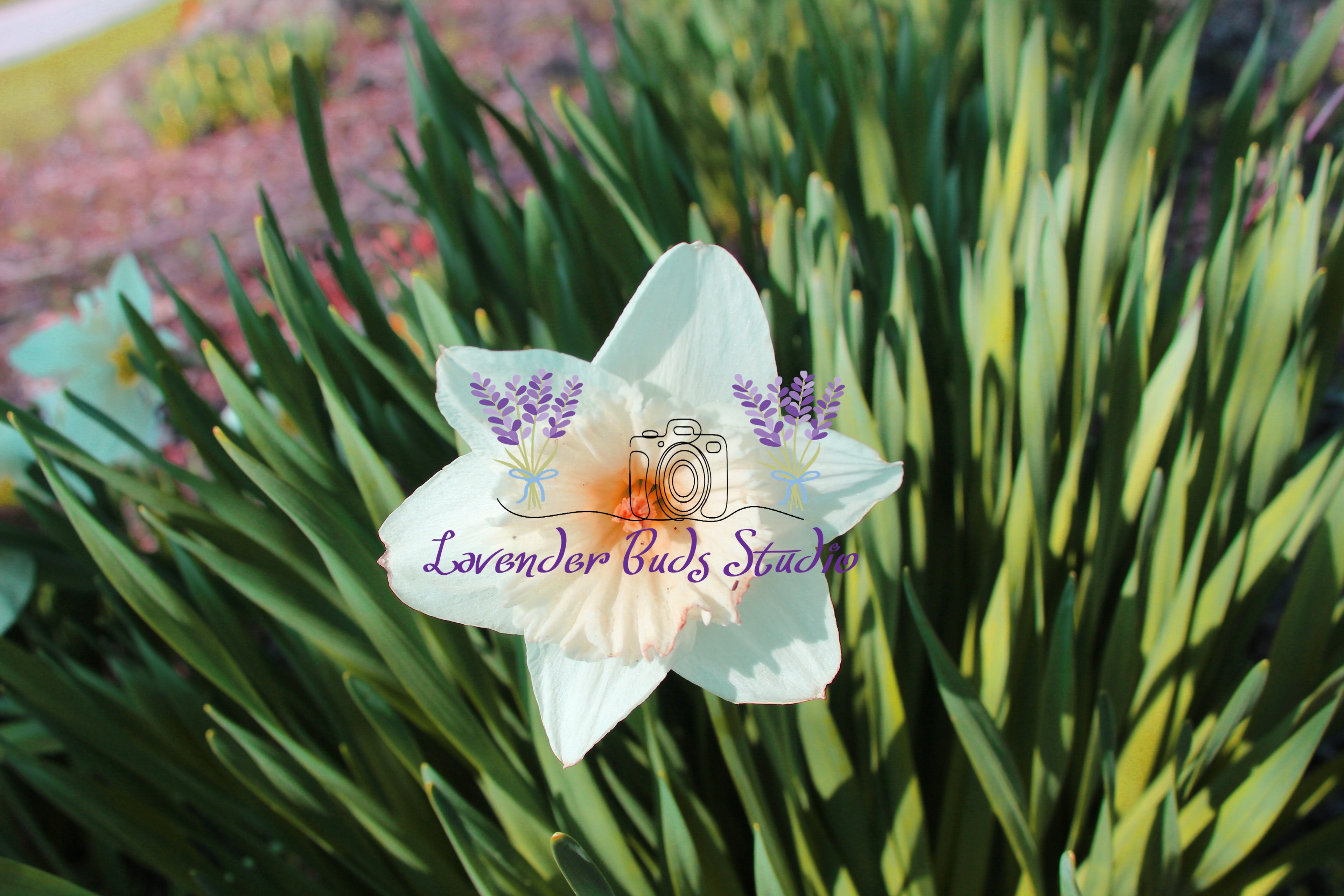 Ice Daffodil