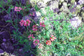 Over saturated Red Clover