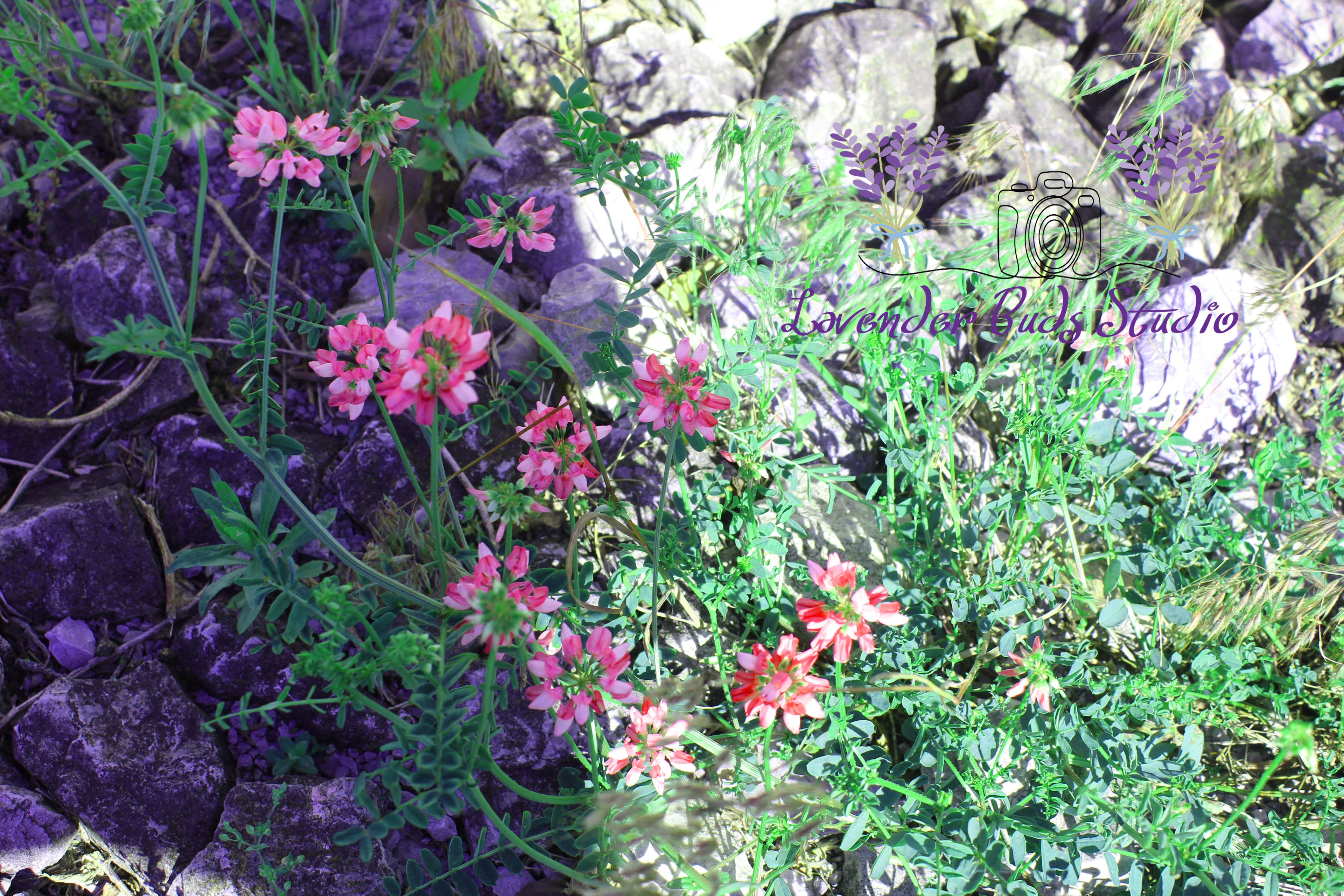 Over saturated Red Clover