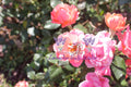 Peachy Knock Roses