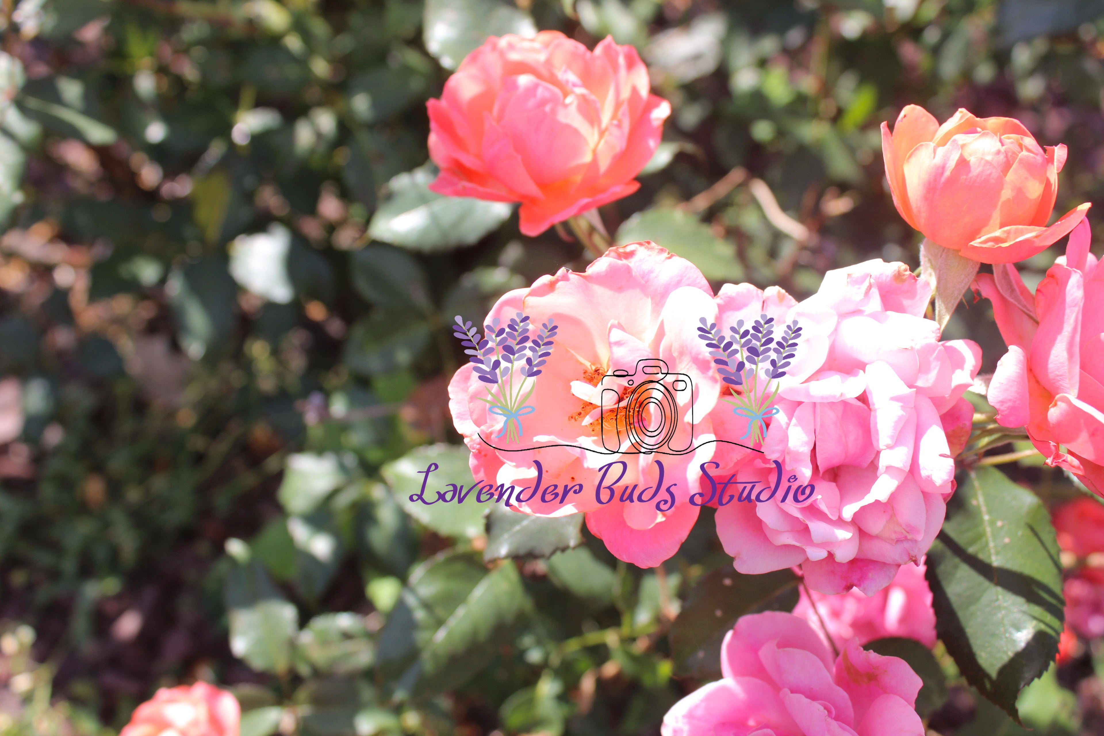 Peachy Knock Roses