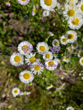 Philadelphia Fleabane