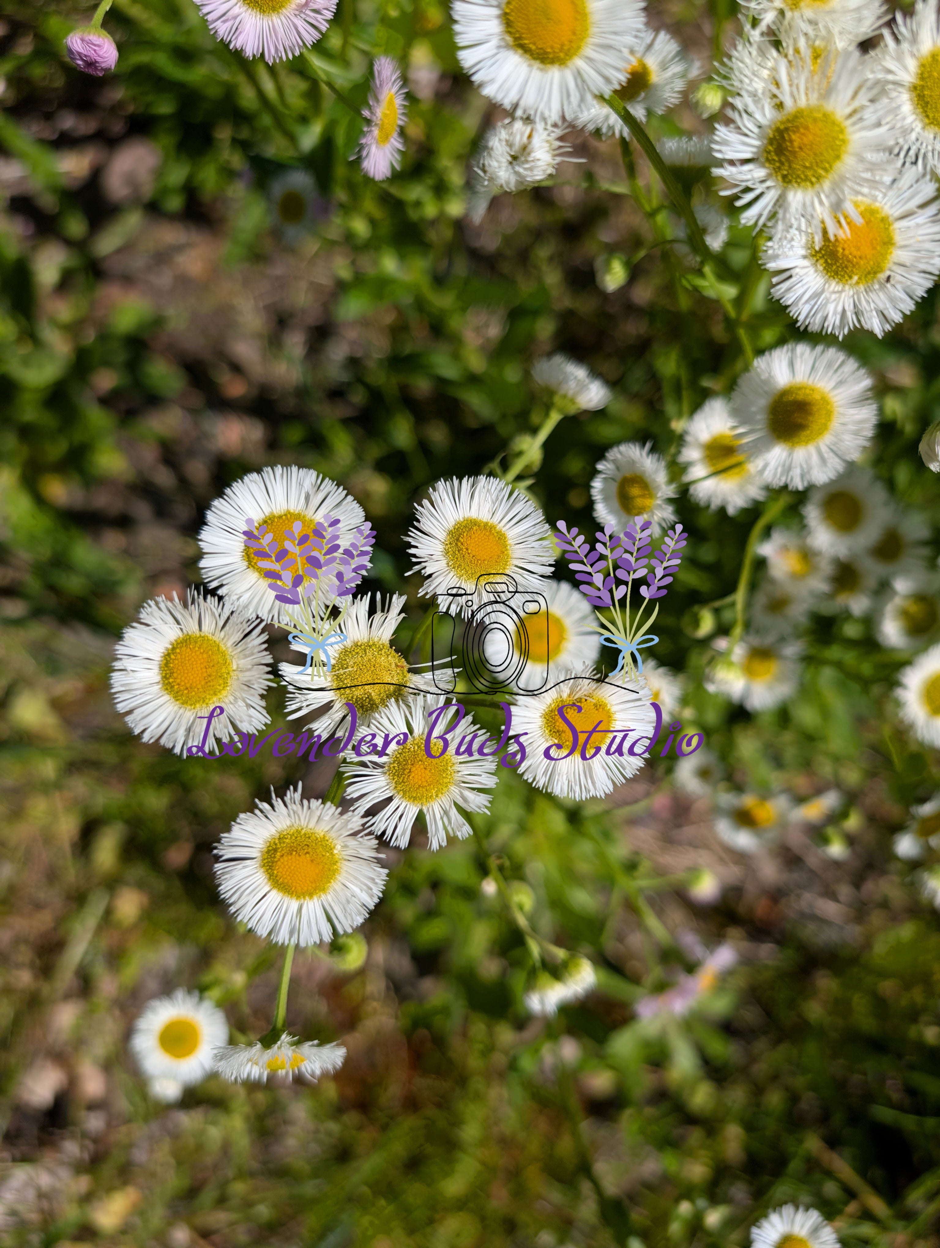 Philadelphia Fleabane