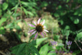 Purple Cornflower
