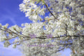 Serviceberry Blossoms