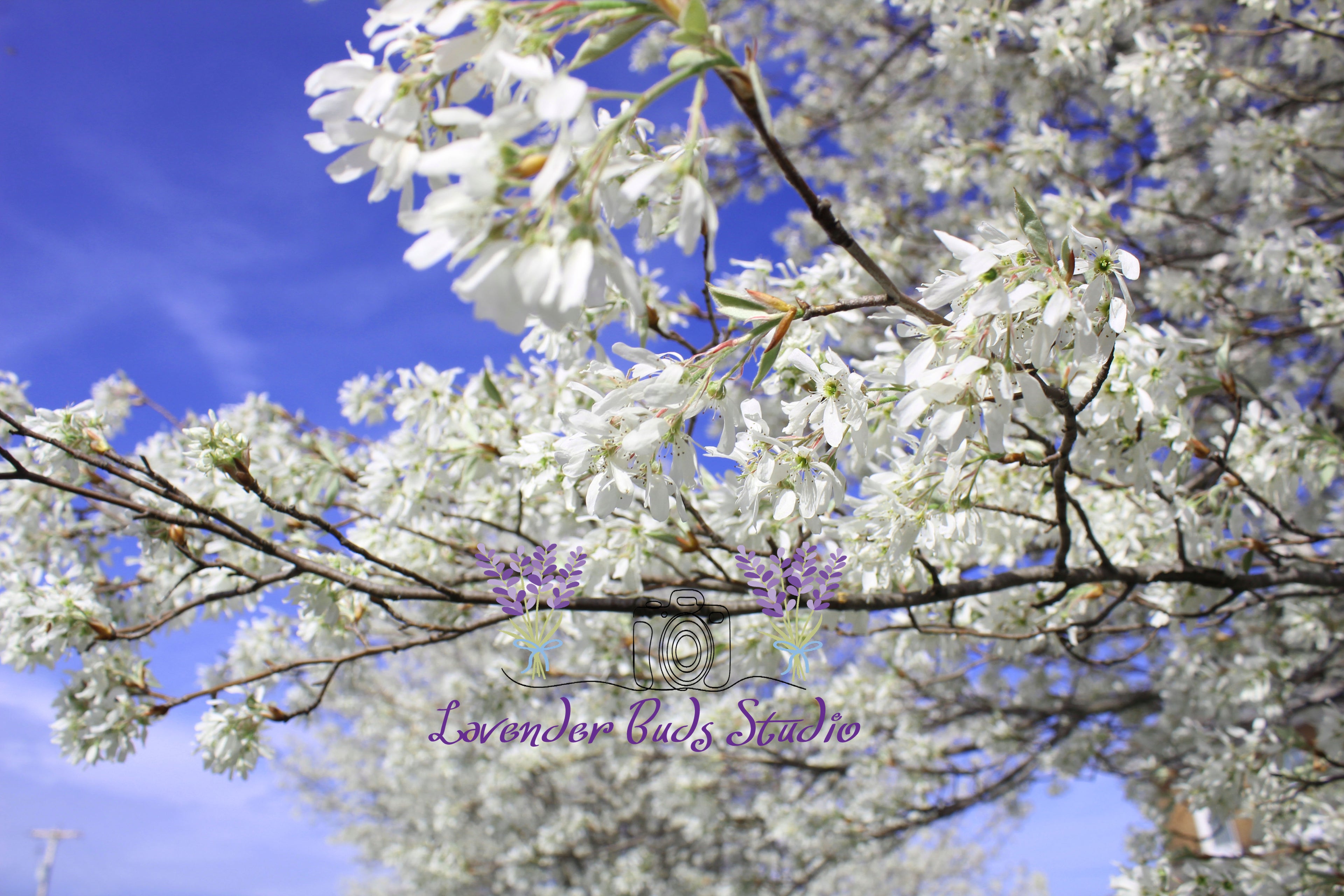 Serviceberry Blossoms
