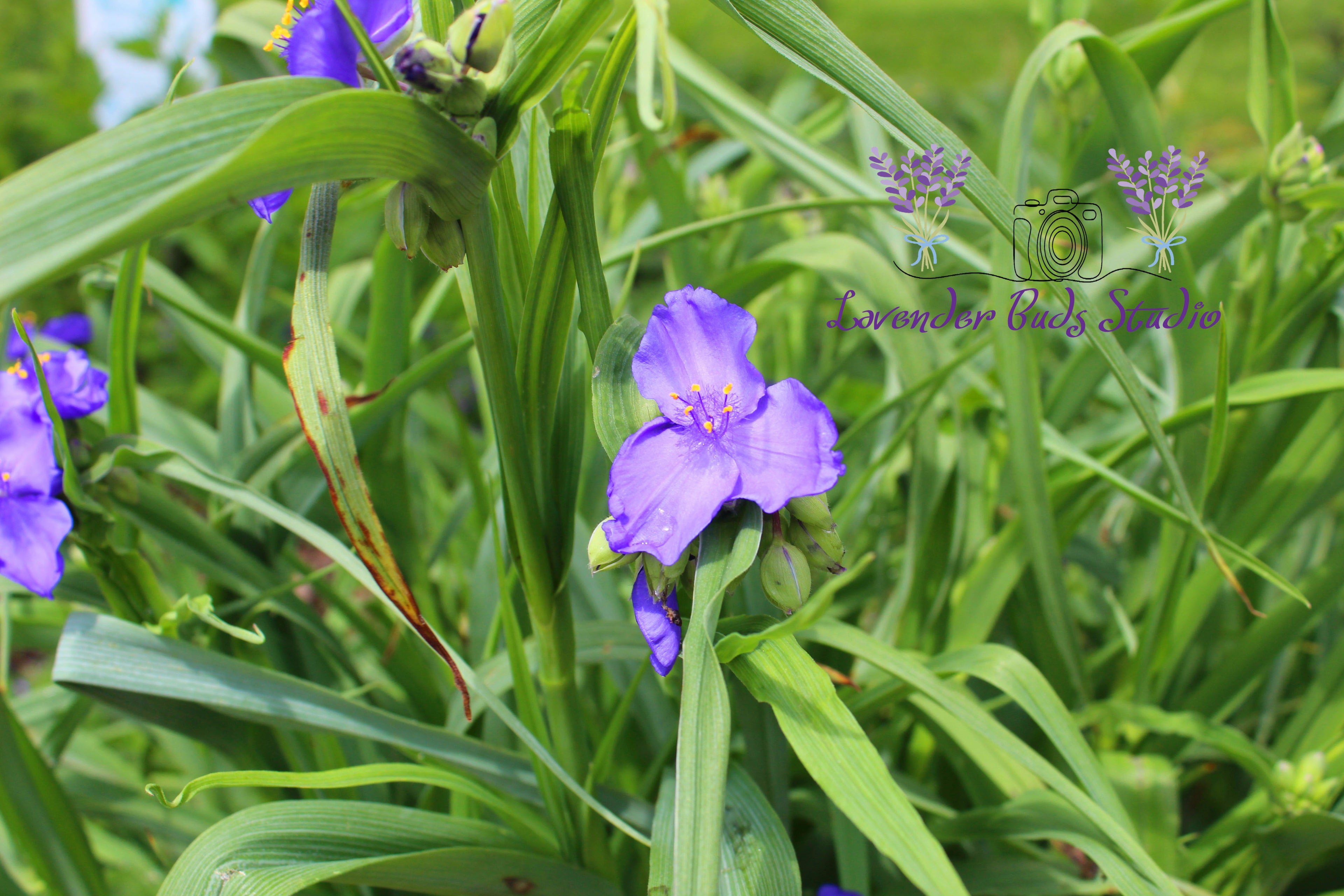 Spiderwort