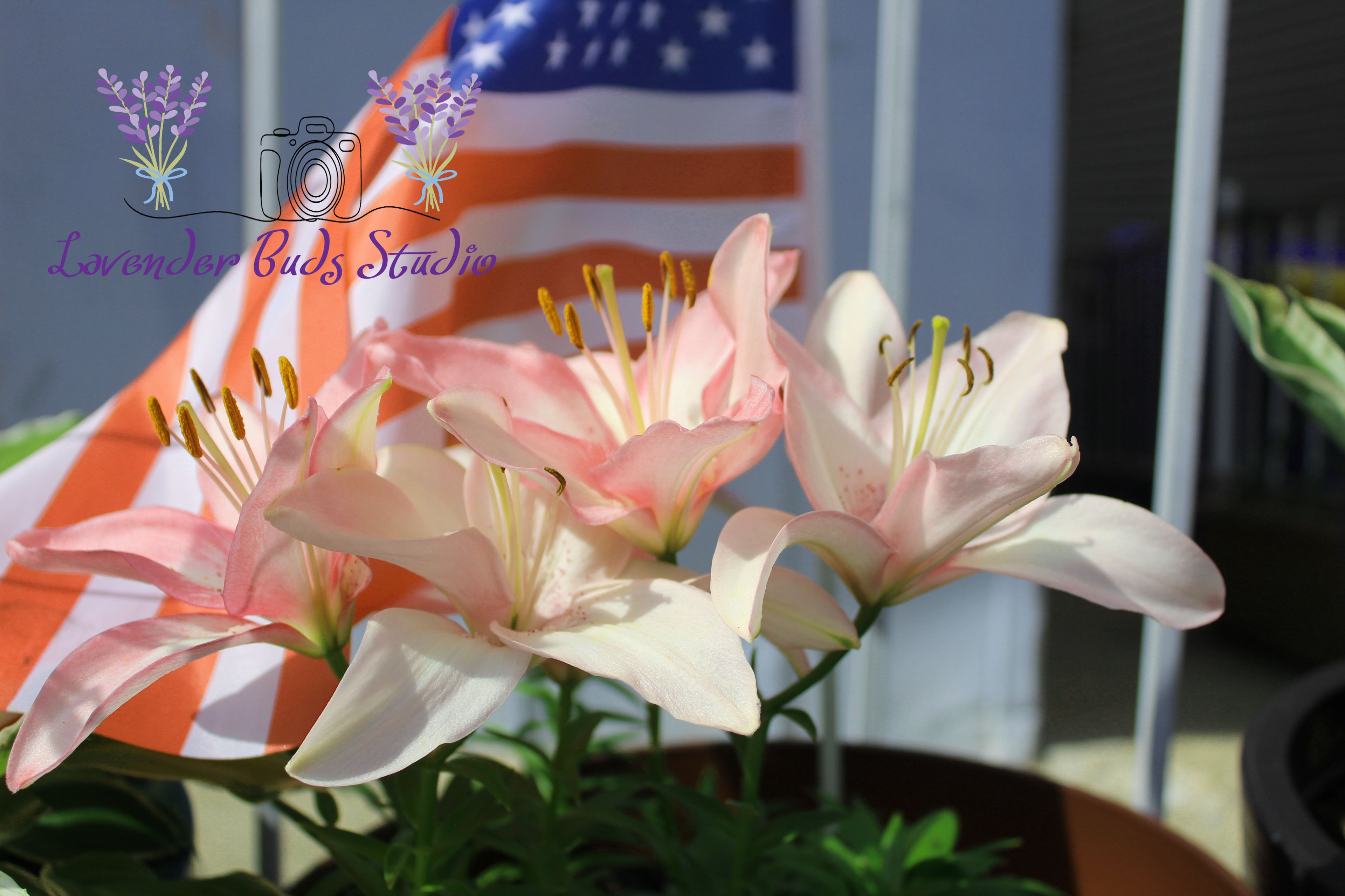 Sugar Love Lilly and American Flag
