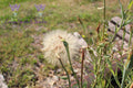Yellow Salsify
